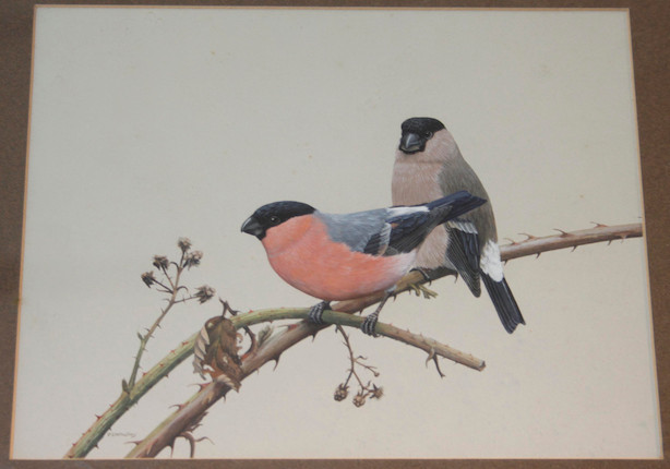 Bonhams : P. D. Whalley (20th Century) Study of bullfinches