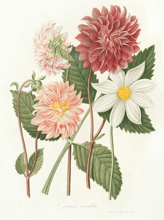 Bonhams : SAVI (GAETANO) Flora italiana. Ossia raccolta delle piante ...