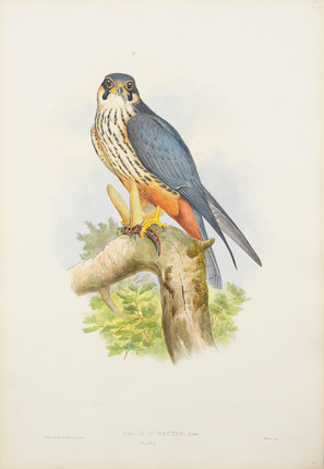 Bonhams : GOULD (JOHN) A collection of 31 hand-coloured lithographs from  John Gould's The Birds of Asia, A Monograph of the Ramphastidae, or Family  of Toucans, Birds of New Guinea, The Birds