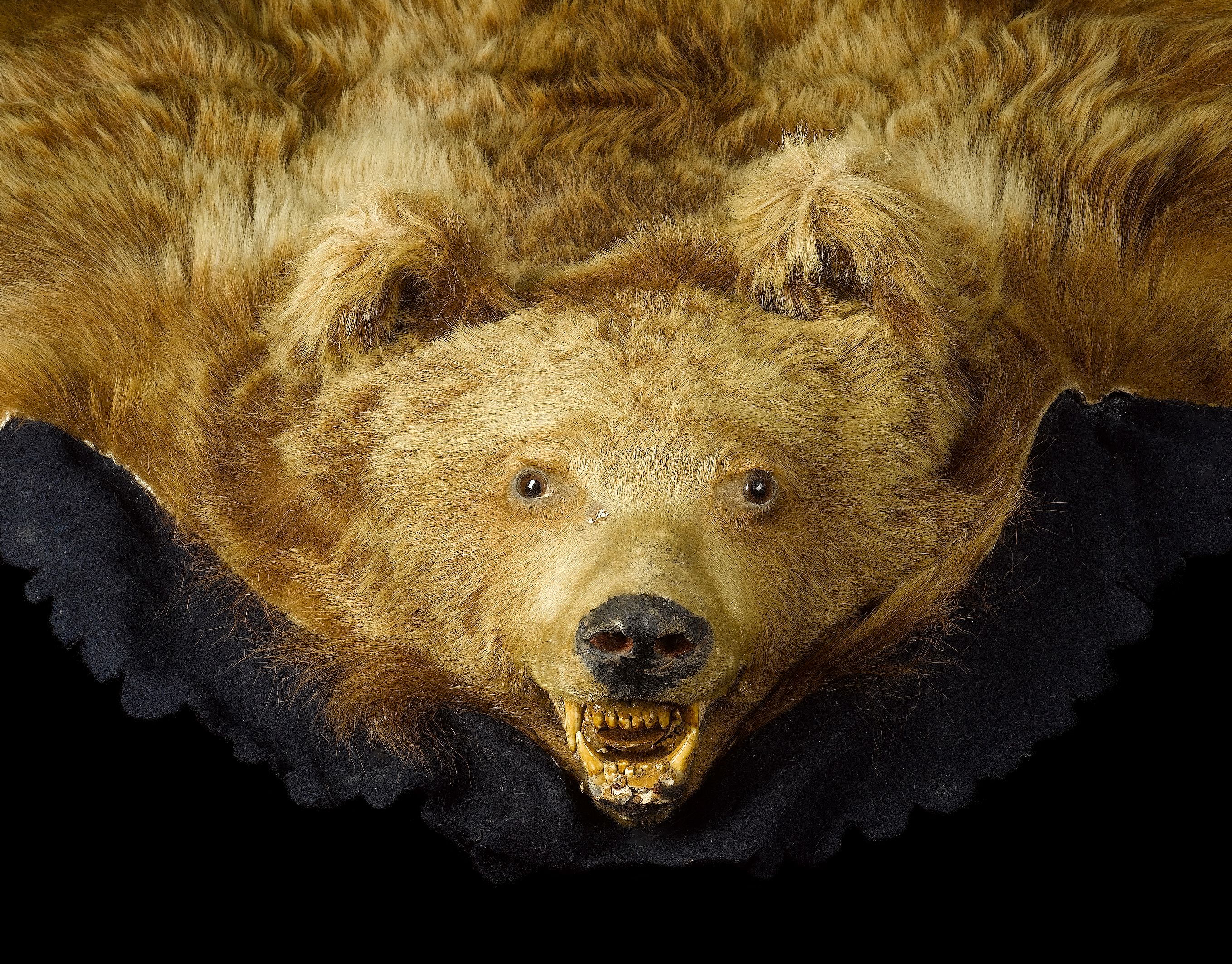 Grizzly bear skin online coat