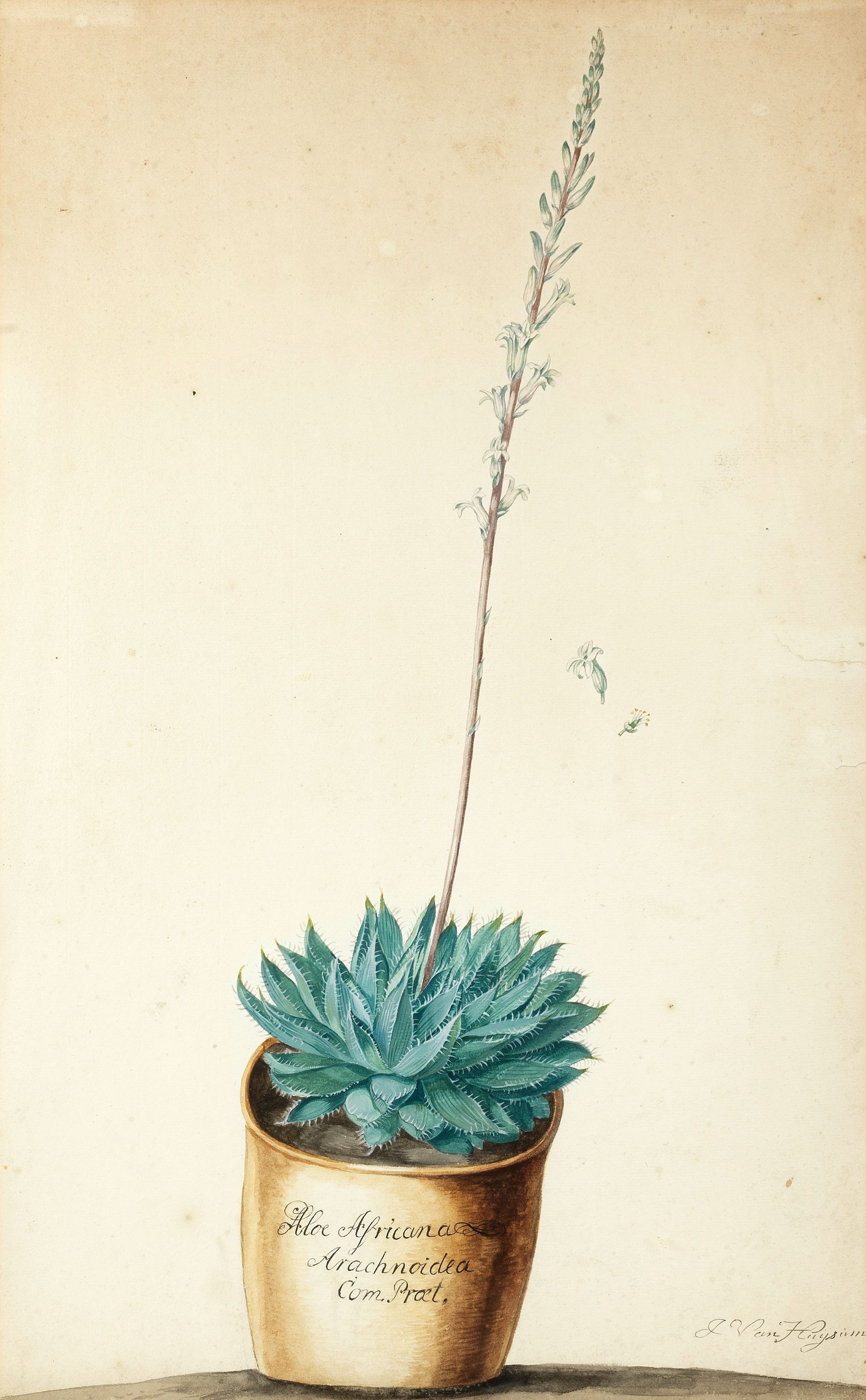 Bonhams : Jacob van Huysum (Amsterdam 1686-1740 London) Botanical study of  Aloe Africana, humilis, folis ex albo & viridis variegatis; and Botanical  study of Aloe Africana Arachnoidea (2)
