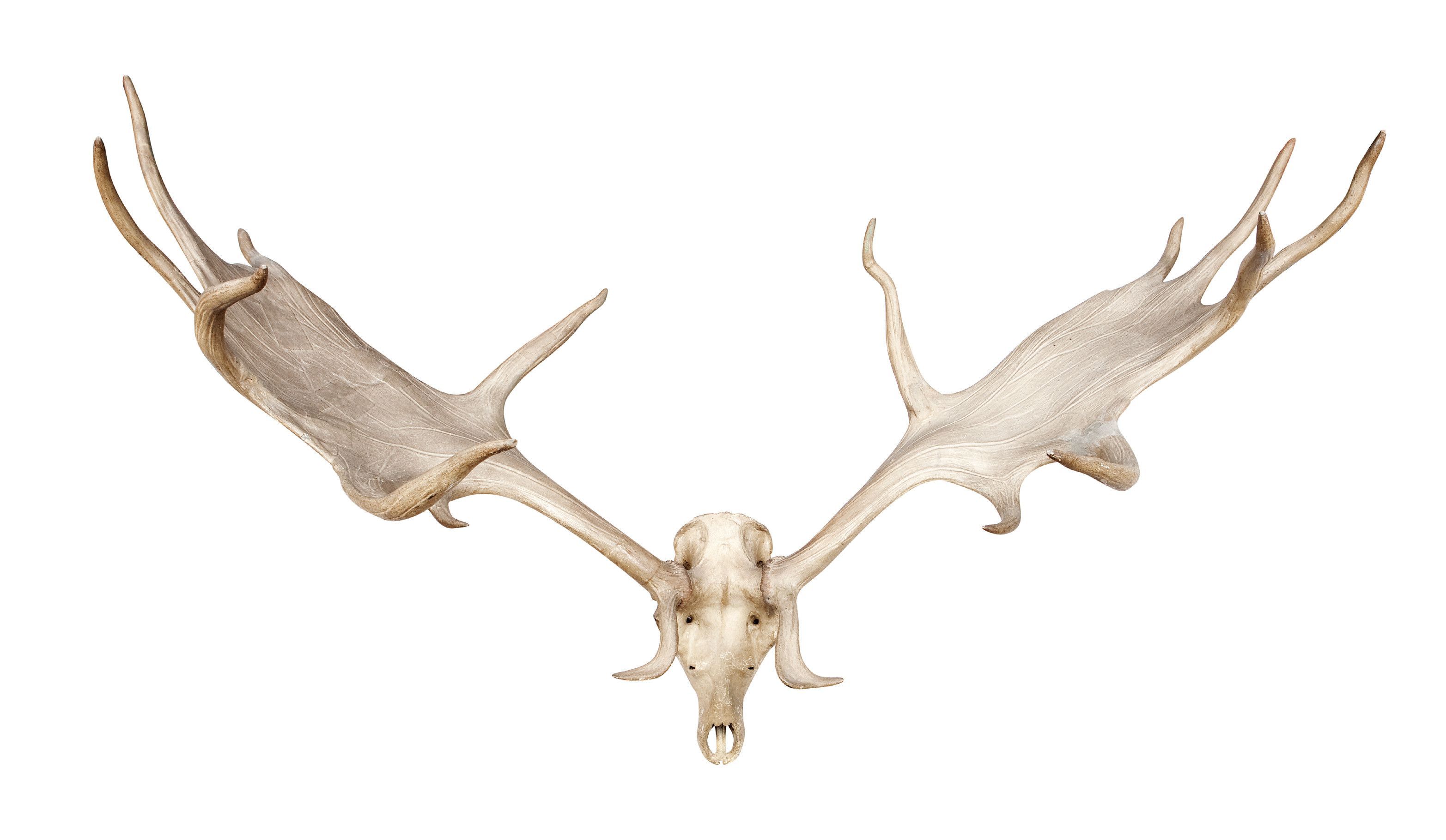 Bonhams A pair of 'Irish Elk' or Giant Deer antlers Megaloceros