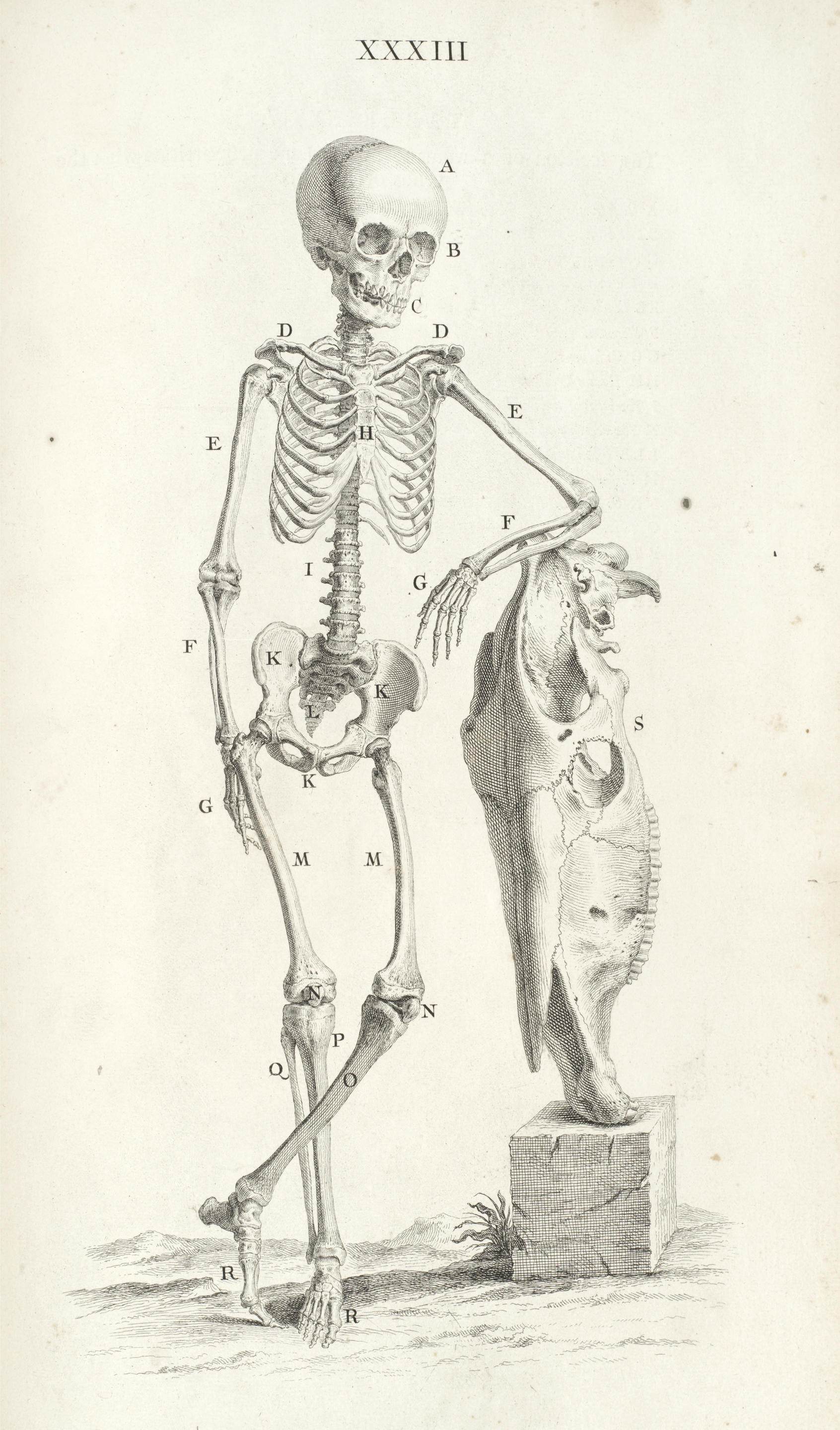 Bonhams : CHESELDEN (WILLIAM) Osteographia, or the Anatomy of the Bones ...