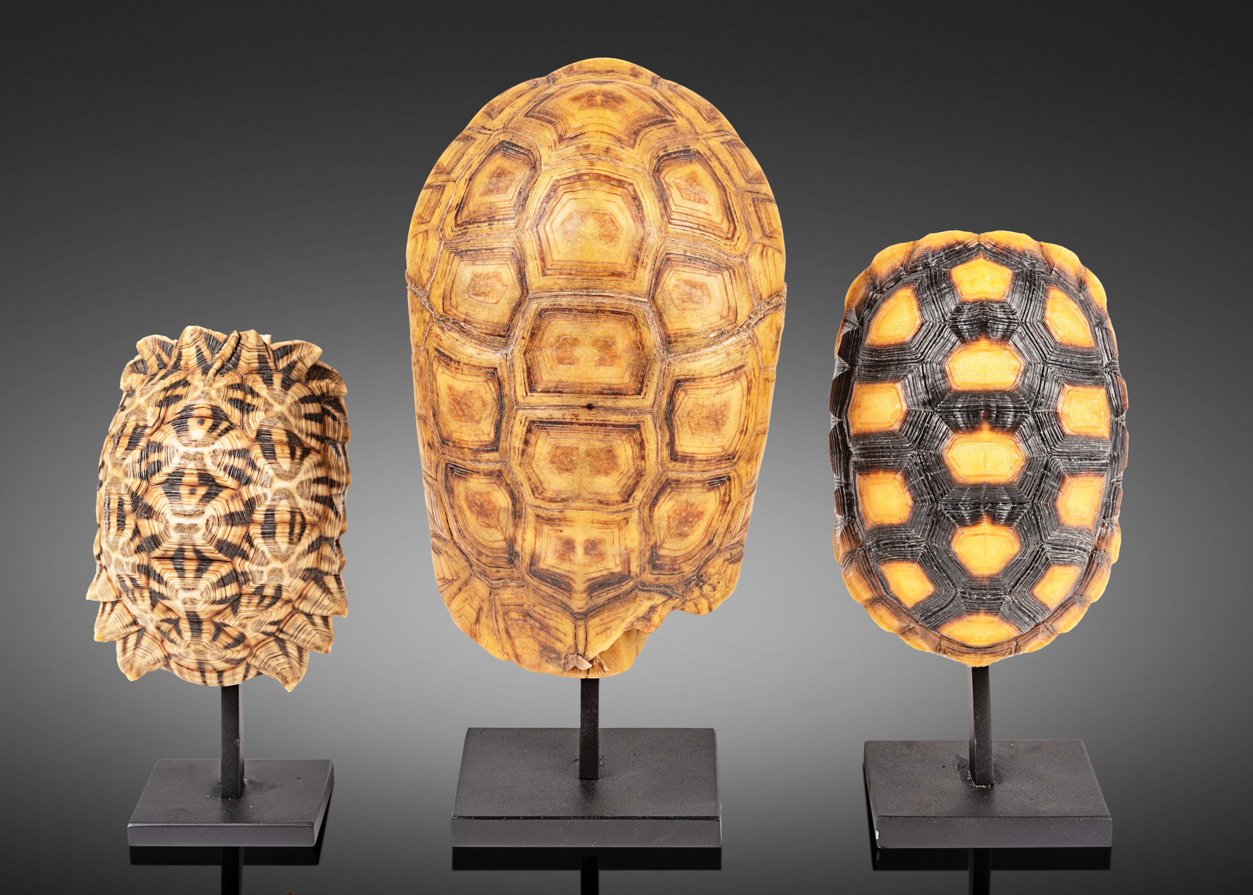 Bonhams : Trois carapaces de tortue sur socles Three Tortoise Shells on ...